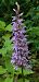 Dactylorhiza maculata  - Michele Cento