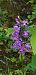 Dactylorhiza maculata  - Michele Cento