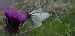 Aporia crataegi  - Michele Cento