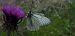 Aporia crataegi  - Michele Cento