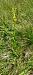 Pseudorchis albida  - Gerard Chassan