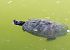 Tortuga d'aigua americana (Trachemys scripta) © Toni Alonso Jardí
