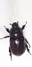 Oryctes nasicornis  - Michele Cento