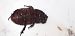 Oryctes nasicornis  - Michele Cento
