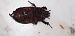 Oryctes nasicornis © Michele Cento