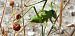 Uromenus (Bolivarius) elegans  - Michele Cento