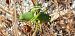 Uromenus (Bolivarius) elegans  - Michele Cento