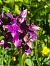 Dactylorhiza alpestris (Orchis des Alpes) © Cécile Soudry You
