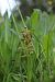 Dactylorhiza viridis - Gerard Guillouard