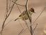 Trist (Cisticola juncidis) © Joan Pessarrodona