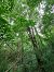 Broussonetia papyrifera © Gessica Picco (FVG)