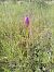 Anacamptis pyramidalis (Orchis pyramidal) © Thierry Deschatre