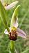 Ophrys apifera © Enric Bringués