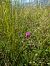 Anacamptis pyramidalis (Orchis pyramidal) © Eglantine Breton