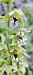 Epipactis helleborine  - Lionel Thomas