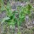 Epipactis helleborine  - Lionel Thomas