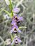 Ophrys santonica - Richard Fay