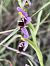 Ophrys santonica - Richard Fay
