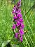 Dactylorhiza majalis © Pere Espinet