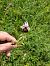 Ophrys fuciflora (Ophrys frelon) © Charles Paillet