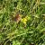 Sooty Copper (Lycaena tityrus) © Andreu Canut i Font