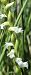 Spiranthes aestivalis (Spiranthe d'été) © auteur non diffusé