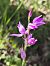 Cephalanthera rubra - Richard Fay