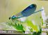 Calopteryx splendens © Battisti Andrea