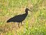 Ibis ermità  - Andreu Duclau