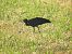 Ibis ermità  - Andreu Duclau