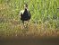 Ibis ermità  - Andreu Duclau