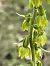 Epipactis muelleri  - Richard Fay