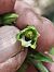 Epipactis muelleri  - Richard Fay