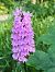 Dactylorhiza maculata subsp. fuchsii  - Sara Stella (FVG)