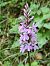 Dactylorhiza maculata subsp. fuchsii © Sara Stella (FVG)
