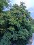 Ailanthus altissima © Tiziano Fiorenza (FVG)