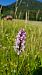 Dactylorhiza maculata (Orchis tacheté) © Bruno Souny