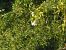 Martinet blanc (Egretta garzetta) © Joan Pessarrodona