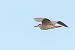 Nitticora (Nycticorax nycticorax) © Tommaso Bonora