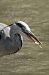 Bernat pescaire (Ardea cinerea) © Jose Molis
