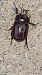 Oryctes nasicornis © Udo Thoma