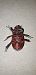Oryctes nasicornis © Michele Cento