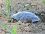 Testuggine palustre dalle orecchie rosse (Trachemys scripta elegans) © Erika Mero