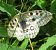 Parnassius apollo © Monica Carabella