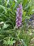 Gymnadenia conopsea (Orchis moucheron) © Arthur Léonard