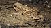 Rospo comune (Bufo bufo) © Renato Cottalasso