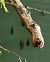 Carpa (Cyprinus carpio) © Sergio Fasano