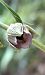 Epipactis muelleri 
