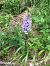 Dactylorhiza fuchsii (Orchis de Fuchs) © Olivier Boivineau