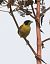 Zigolo capinero (Emberiza melanocephala) © Matteo Faggi